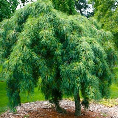 Сосна веймутова Пендула (Pinus strobus Pendula) 02.003.014 фото