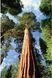 Мамонтове дерево велетенське (Sequoiadendron giganteum) 02.0015.014 фото 1