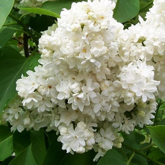 Бузок звичайний білий (Syringa White) 01.052.017 фото