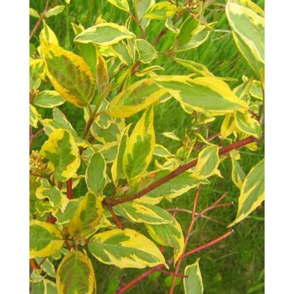 Дерен білий Gouchaultii (Cornus alba Gouchaultii) 01.032.005 фото