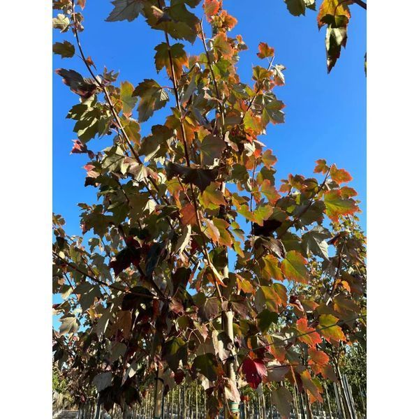 Клен червоний 'Ред Сансет' (Acer rubrum Red Sunset) 01.001.178 фото