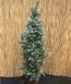 Ялина колюча Iзелi Фастiгiата К (Picea pungens Iseli Fastigiata C) 02.002.109 фото 1