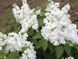 Бузок звичайний білий (Syringa White) 01.052.017 фото 3