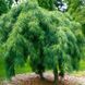 Сосна веймутова Пендула (Pinus strobus Pendula) 02.003.014 фото 2