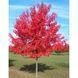Клен червоний 'Ред Сансет' (Acer rubrum Red Sunset) 01.001.178 фото 1