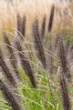 Пенісетум лисохвостий Black Beauty (Pennisetum alopecuroides Black Beauty) 03.013.003 фото