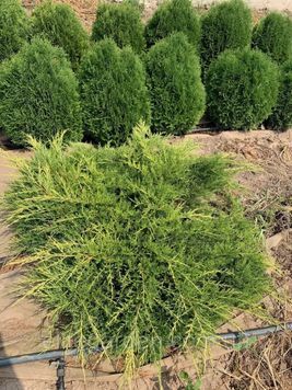 Ялівець середній Олд Голд (Juniperus media Old Gold) 02.009.065 фото