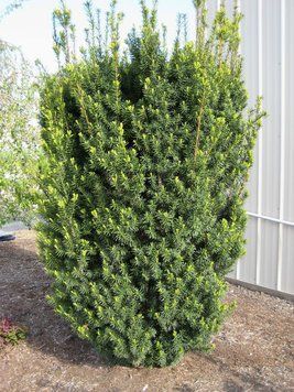 Тис середній Хіксі (Taxus media Hicksii) 02.004.123 фото