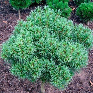 Сосна веймутова Тіні Курлс (Pinus strobus Tiny Curls) 02.003.176 фото