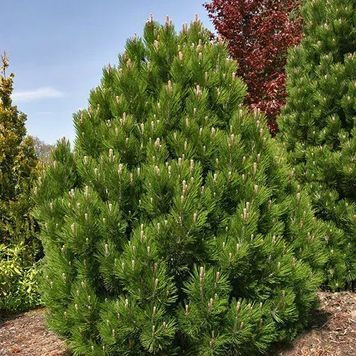 СОСНА БІЛОКОРА (Pinus leucodermis) 02.003.290 фото