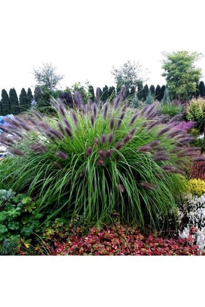 Пенісетум лисохвостий Black Beauty (Pennisetum alopecuroides Black Beauty) 03.013.003 фото