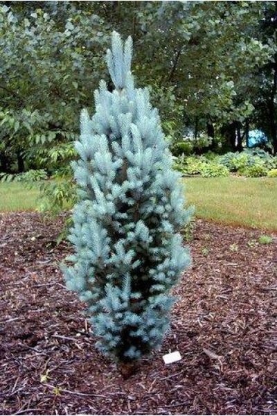 Ялина колюча Iзелi Фастiгiата (Picea pungens Iseli Fastigiata) 02.002.119 фото