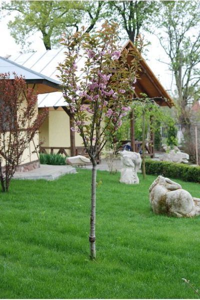 ВИШНЯ ДРІБНОПИЛЬЧАСТА 'КАНЗАН' (Prunus serrulata Kanzan) 01.013.064 фото