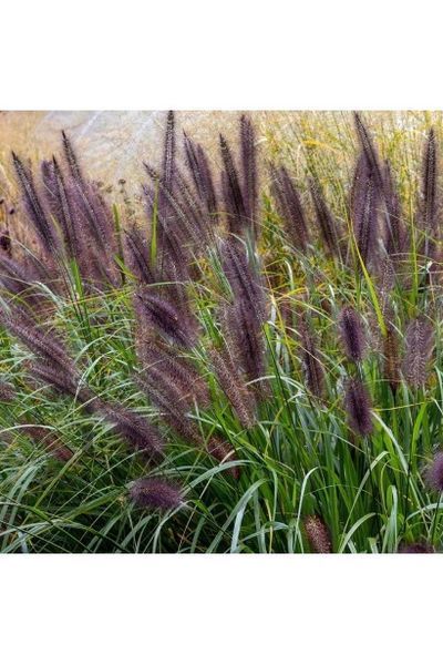 Пенісетум лисохвостий Black Beauty (Pennisetum alopecuroides Black Beauty) 03.013.003 фото