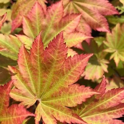 Клен японський Vitifolium (Acer japonicum Vitifolium) 01.001.154 фото