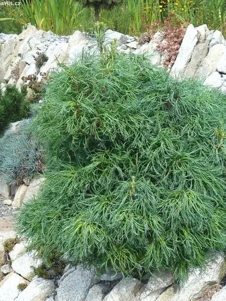 Сосна веймутова Тіні Курлс (Pinus strobus Tiny Curls) 02.003.176 фото
