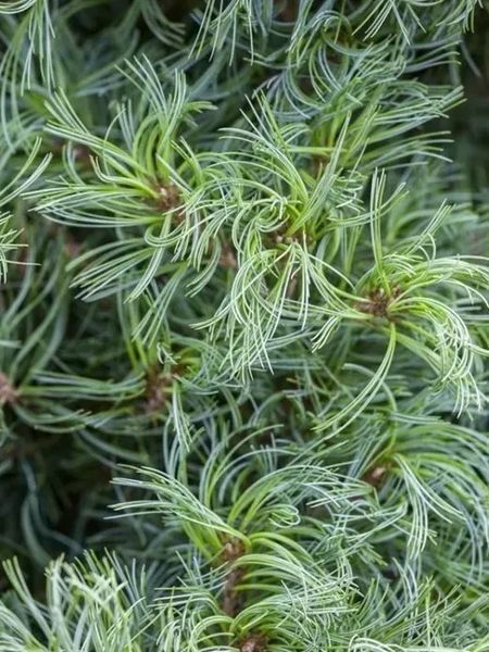 Сосна веймутова Тіні Курлс (Pinus strobus Tiny Curls) 02.003.176 фото
