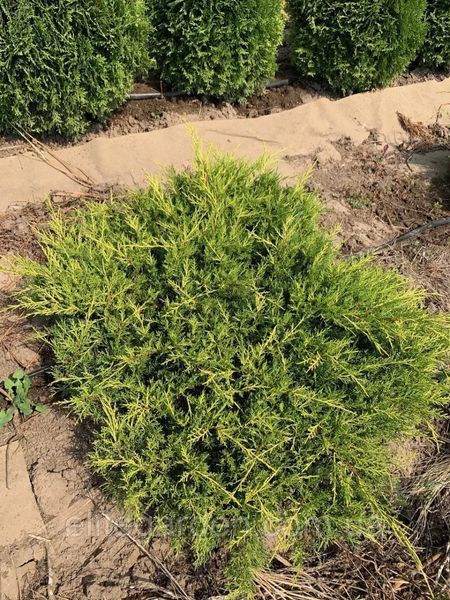 Ялівець середній Олд Голд (Juniperus media Old Gold) 02.009.065 фото