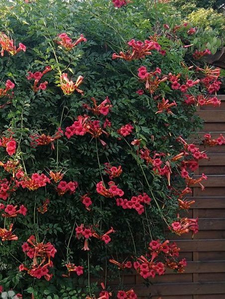 Кампсіс (Campsis (Bignonia) radicans Golden Trumpet) 01.017.002 фото