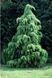 Кедр гімалайський (Cedrus deodara) 02.006.015 фото 1