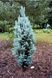 Ялина колюча Iзелi Фастiгiата (Picea pungens Iseli Fastigiata) 02.002.119 фото 2