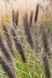 Пенісетум лисохвостий Black Beauty (Pennisetum alopecuroides Black Beauty) 03.013.003 фото 1