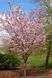 ВИШНЯ ДРІБНОПИЛЬЧАСТА 'КАНЗАН' (Prunus serrulata Kanzan) 01.013.064 фото 1