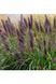 Пенісетум лисохвостий Black Beauty (Pennisetum alopecuroides Black Beauty) 03.013.003 фото 2