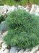 Сосна веймутова Тіні Курлс (Pinus strobus Tiny Curls) 02.003.176 фото 3