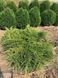 Ялівець середній Олд Голд (Juniperus media Old Gold) 02.009.065 фото 1