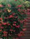Кампсіс (Campsis (Bignonia) radicans Golden Trumpet) 01.017.002 фото 3