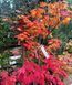 Клен японський Vitifolium (Acer japonicum Vitifolium) 01.001.154 фото 1