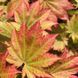 Клен японський Vitifolium (Acer japonicum Vitifolium) 01.001.154 фото 2