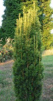 Тис середній Хіллі (Taxus media Hillii) 02.004.003 фото