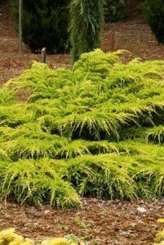 Ялівець середній Пфітцеріана Ауреа (Juniperus media Pfitzeriana Aurea) 02.009.128 фото