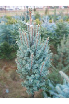 Ялина колюча Iзелi Фастiгiата(Picea pungens Iseli Fastigiata) 02.002.244 фото