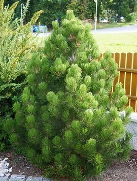 СОСНА БІЛОКОРА (Pinus leucodermis) 02.003.303 фото