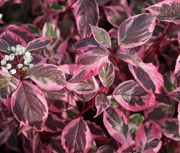 ДЕРЕН БІЛИЙ "СІБІРІКА" К (Cornus alba Sibirica C) 01.032.018 фото