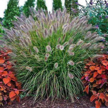 Пеннісетум лисохвостий 'Burgundy Bunny' (Pennisetum alopecuroides Burgundy Bunny) 03.013.015 фото