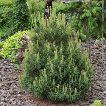 Сосна веймутова Тіні Курлс (Pinus strobus Tiny Curls) 02.003.350 фото
