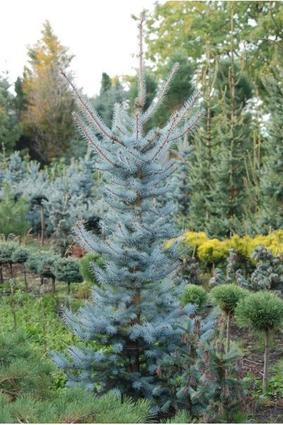 Ялина колюча Iзелi Фастiгiата(Picea pungens Iseli Fastigiata) 02.002.244 фото