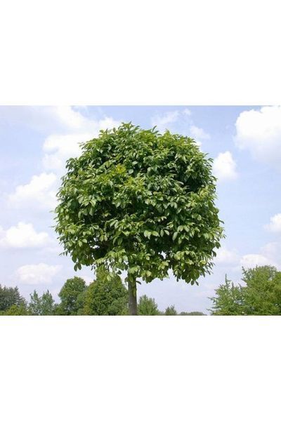 Ясен звичайний шароподібний Нана К/Ст (Fraxinus excelsior Nana) 01.089.001 фото