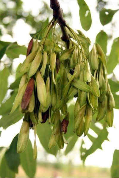 Ясен звичайний шароподібний Нана К/Ст (Fraxinus excelsior Nana) 01.089.001 фото