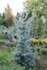 Ялина колюча Iзелi Фастiгiата(Picea pungens Iseli Fastigiata) 02.002.244 фото 2