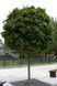 Ясен звичайний шароподібний Нана К/Ст (Fraxinus excelsior Nana) 01.089.001 фото 1