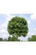 Ясен звичайний шароподібний Нана К/Ст (Fraxinus excelsior Nana) 01.089.001 фото 3