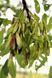 Ясен звичайний шароподібний Нана К/Ст (Fraxinus excelsior Nana) 01.089.001 фото 2