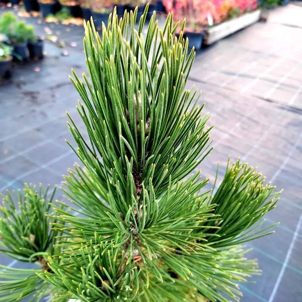 СОСНА БІЛОКОРА (Pinus leucodermis) 02.003.303 фото