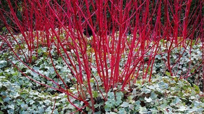ДЕРЕН БІЛИЙ "СІБІРІКА" К (Cornus alba Sibirica C) 01.032.018 фото