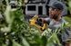 Акумуляторний секатор DeWALT DCMPP568N DCMPP568N фото 6